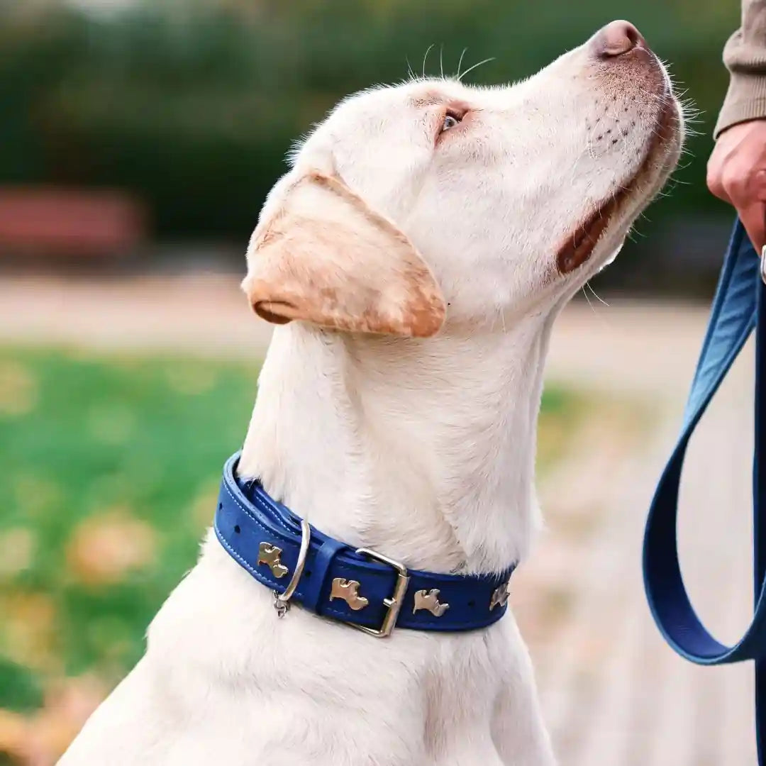 dog collar size guide india