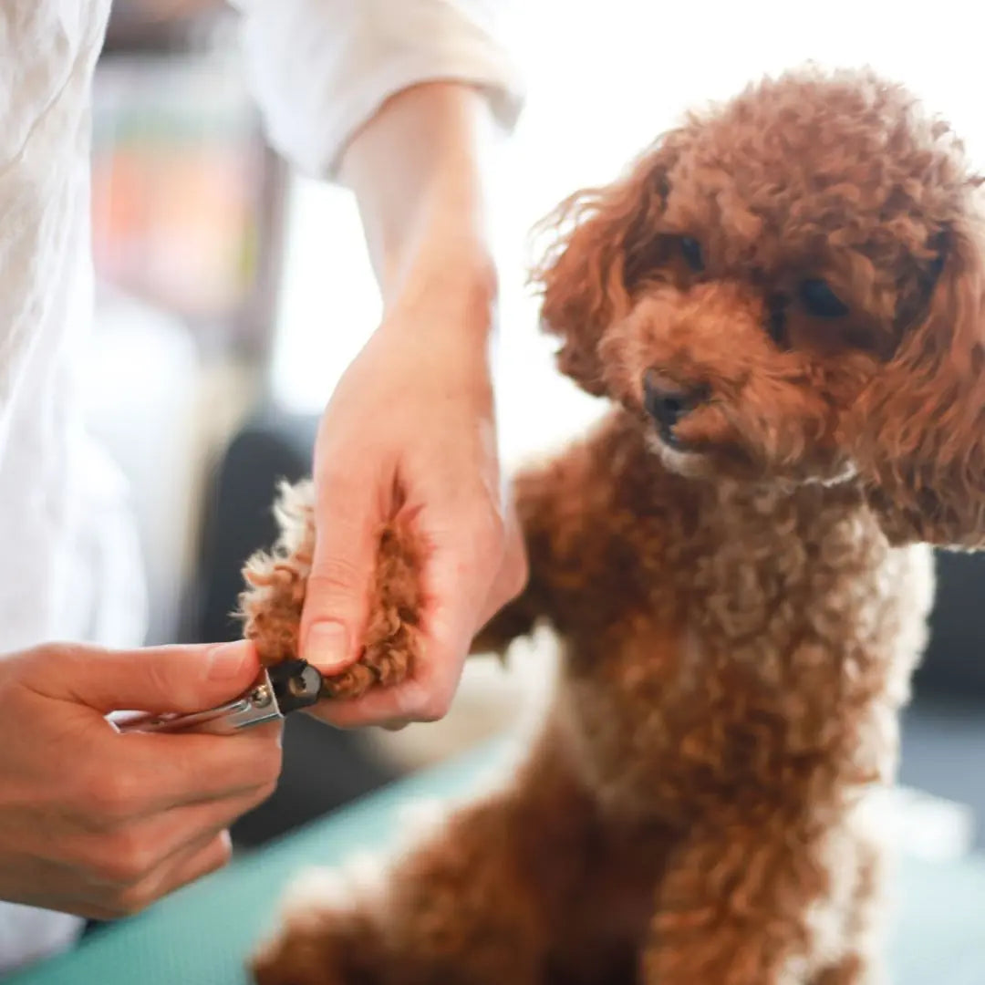 how to groom dog at home india