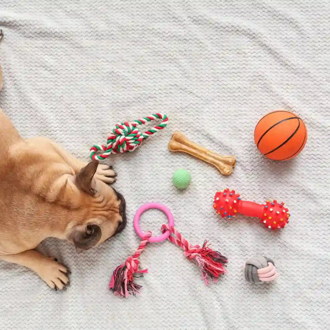 best dog toys india