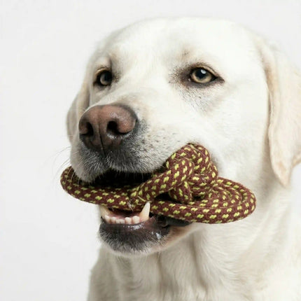 Rope Slipper Dog Toy for Chew, Tug & Dental Play - Brown & Neon Green