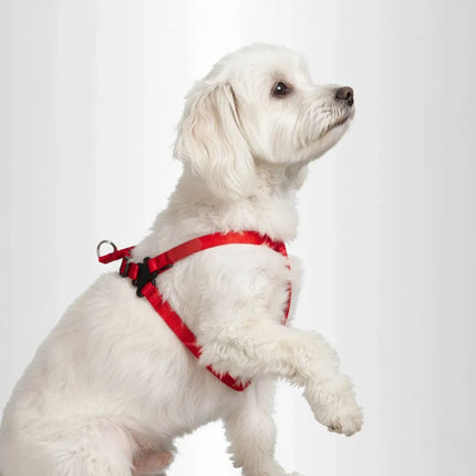 Padded 'Y' Style Adjustable Dog Harness - Red