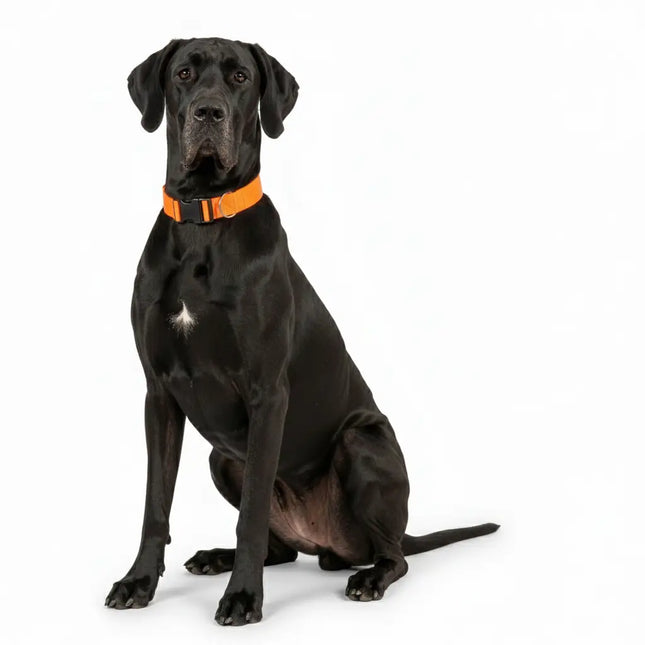 Durable orange nylon dog collar with red safety lock switch