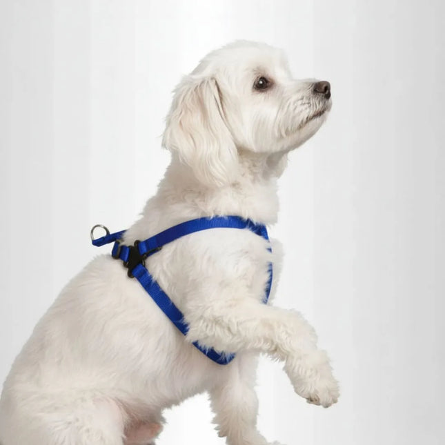 Padded 'Y' Style Adjustable Dog Harness - Blue